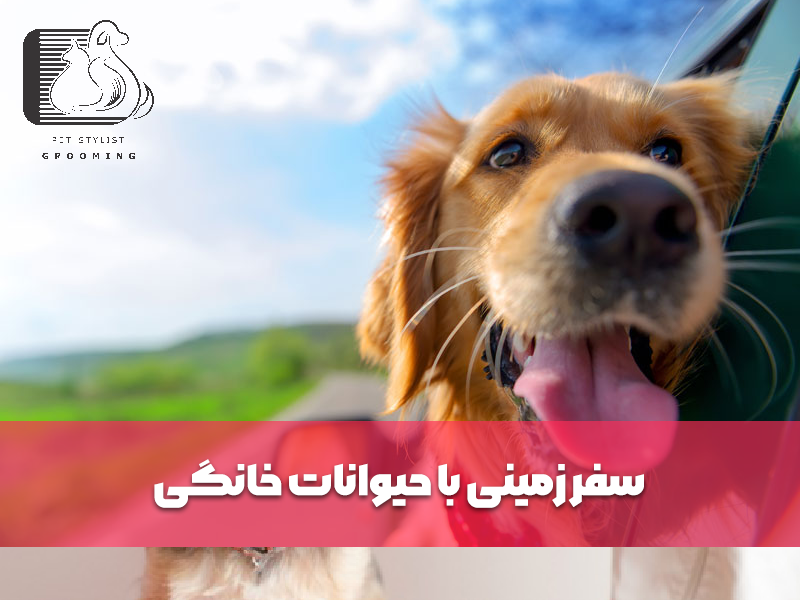 سفر زمینی با حیوانات خانگی